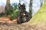 SCOTTISH TERRIER 057